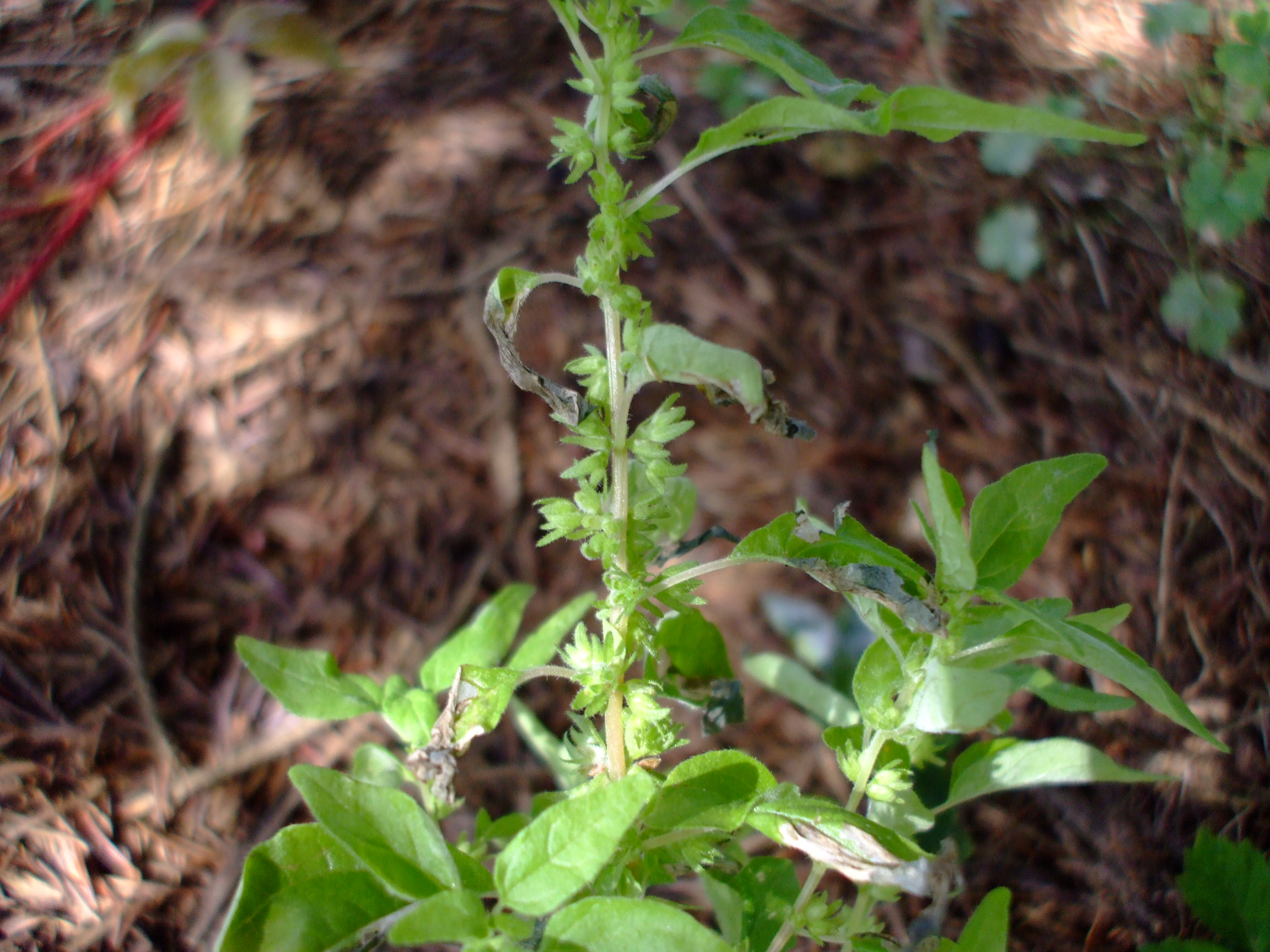 Parietaria pensylvanica